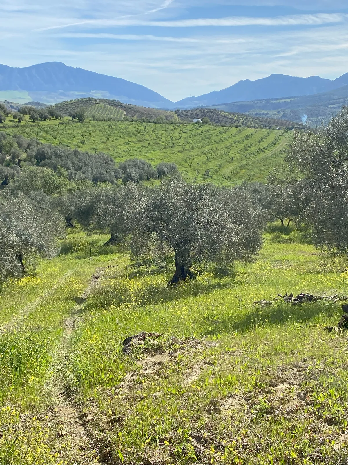 시에라 데 라스 니에베스 올리브 농장